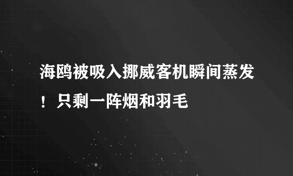 海鸥被吸入挪威客机瞬间蒸发！只剩一阵烟和羽毛