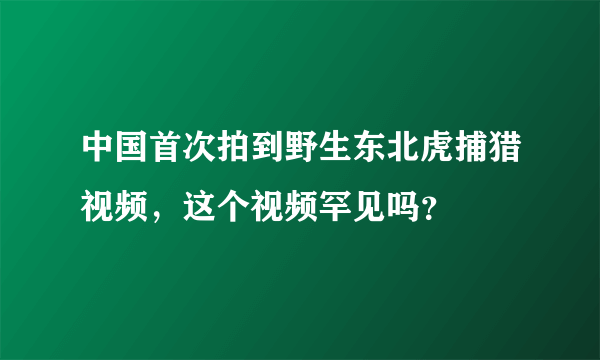 中国首次拍到野生东北虎捕猎视频，这个视频罕见吗？