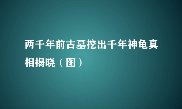 两千年前古墓挖出千年神龟真相揭晓（图）