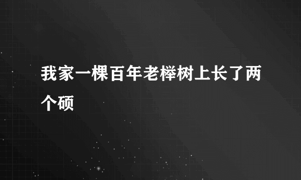 我家一棵百年老榉树上长了两个硕