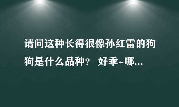 请问这种长得很像孙红雷的狗狗是什么品种？ 好乖~哪个知道叫什么名字？