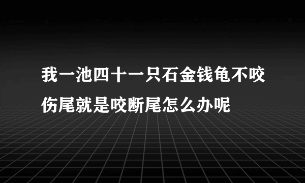 我一池四十一只石金钱龟不咬伤尾就是咬断尾怎么办呢