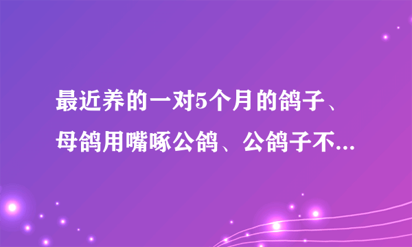 最近养的一对5个月的鸽子、母鸽用嘴啄公鸽、公鸽子不理会它、母鸽还有时候咕咕叫是为什么啊?