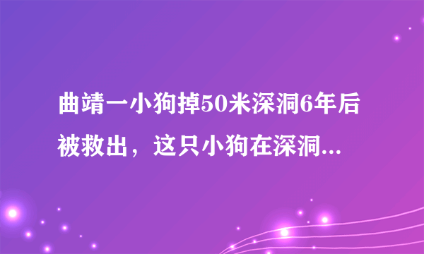 曲靖一小狗掉50米深洞6年后被救出，这只小狗在深洞里是如何生活的？