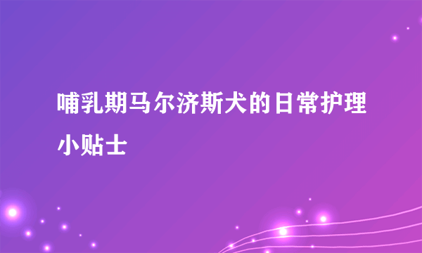 哺乳期马尔济斯犬的日常护理小贴士