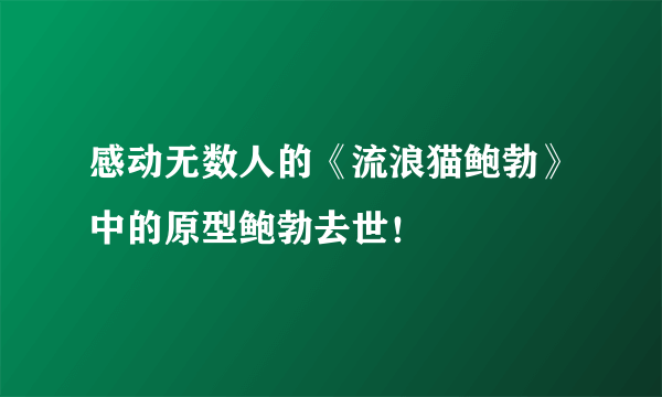 感动无数人的《流浪猫鲍勃》中的原型鲍勃去世！